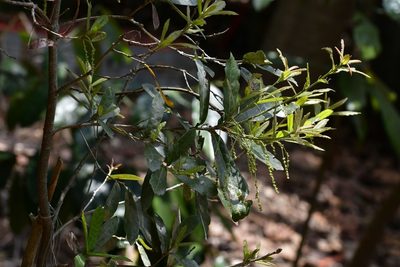 Quercus sebifera, photographed by Neptalí Ramírez Marcial
