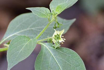 Jaltomata procumbens, photographed by Neptalí Ramírez Marcial