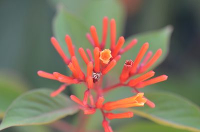 Hamelia patens