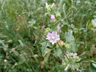 Malva multiflora