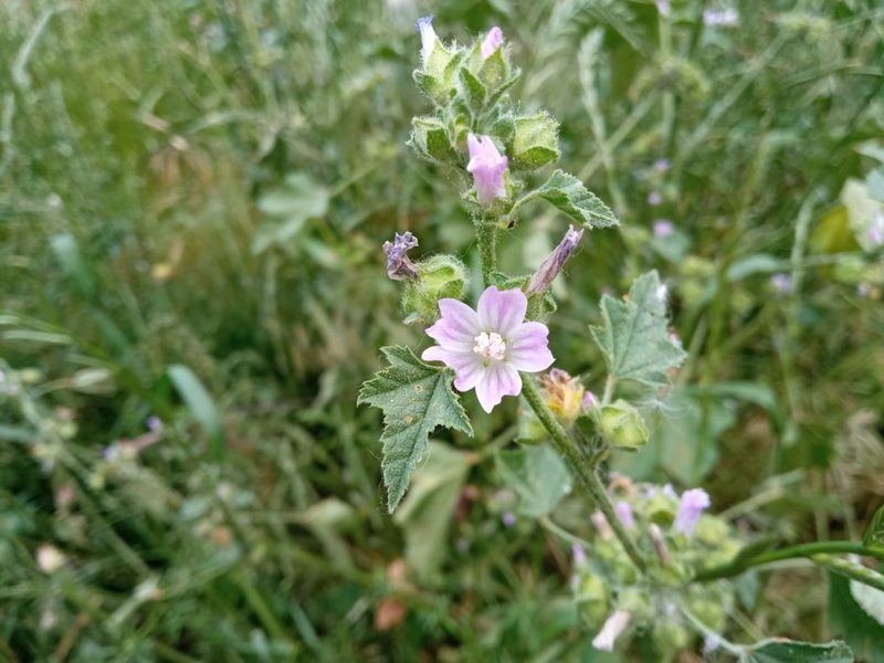 Malva multiflora, photographed by Josep Gesti