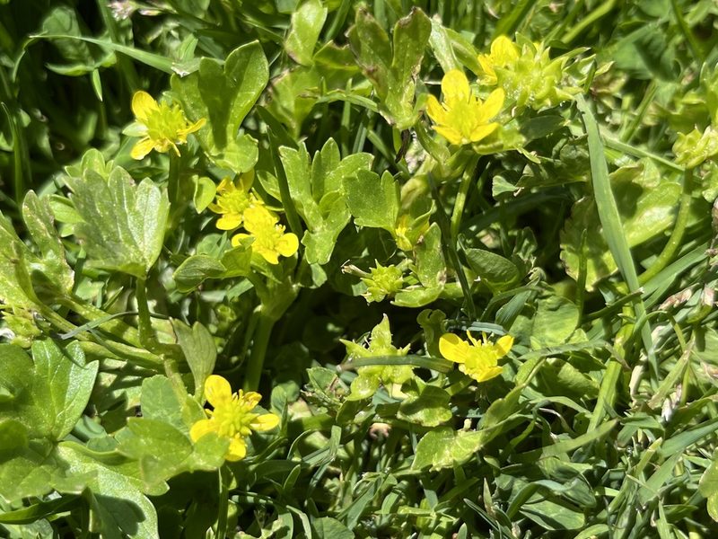 Ranunculus muricatus, photographed by Jeff Harter