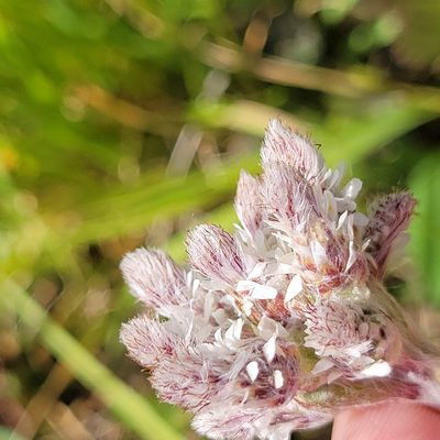 Antennaria neglecta, photographed by Matt Pelikan