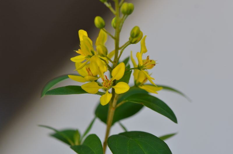 Galphimia gracilis, photographed by Center for Urban Ecology