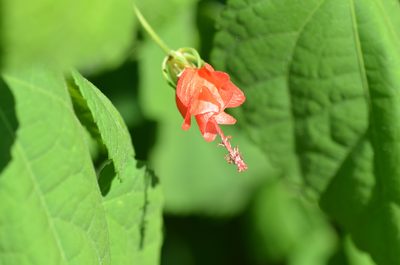 Malvaviscus arboreus, photographed by Center for Urban Ecology
