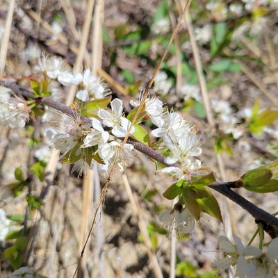 Prunus maritima, photographed by Matt Pelikan
