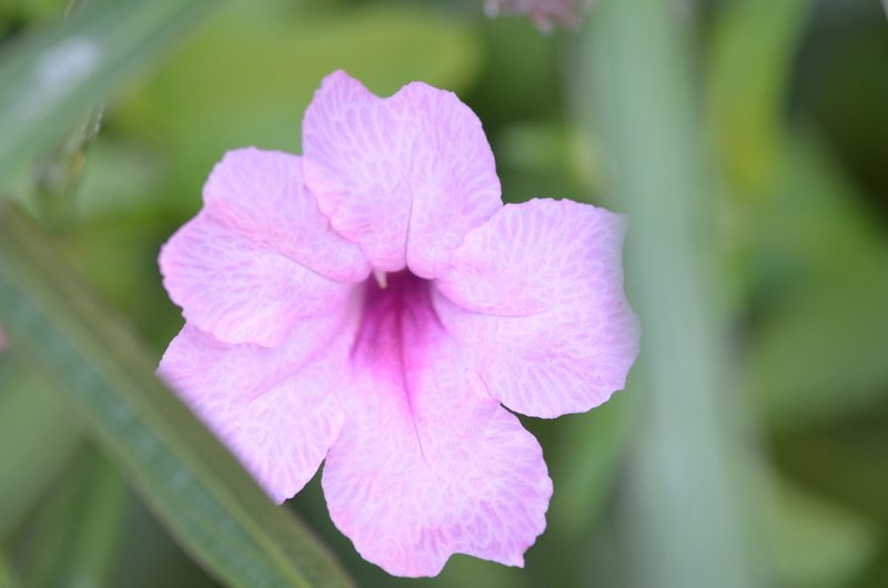 Ruellia simplex, photographed by Center for Urban Ecology