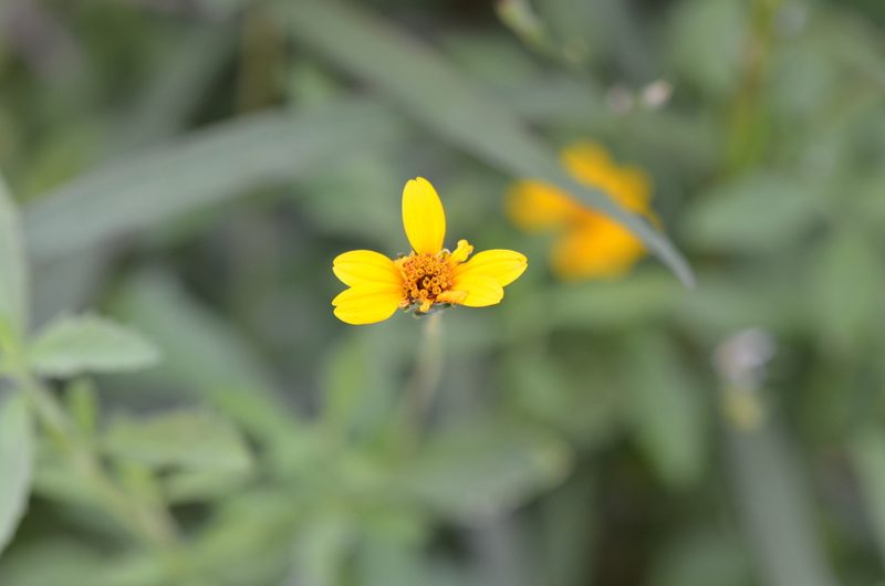 Wedelia hispida, photographed by Center for Urban Ecology