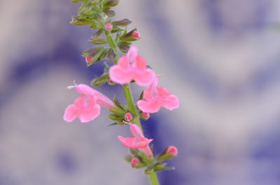 Salvia coccinea, photographed by Center for Urban Ecology