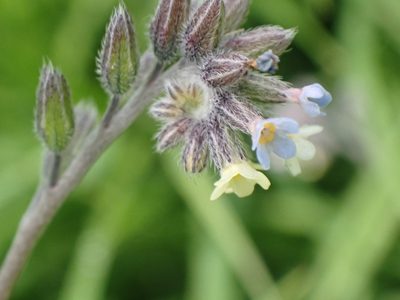 Myosotis discolor, photographed by John Lyden