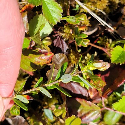 Vaccinium macrocarpon, photographed by Matt Pelikan