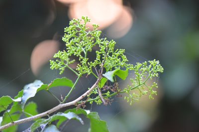 Amyris texana
