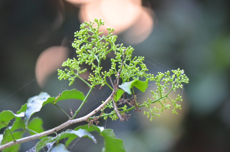 Amyris texana, photographed by Center for Urban Ecology
