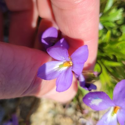 Viola pedata, photographed by Matt Pelikan