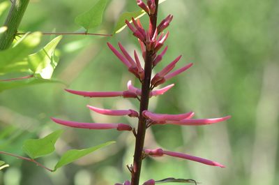 Erythrina herbacea, photographed by Center for Urban Ecology