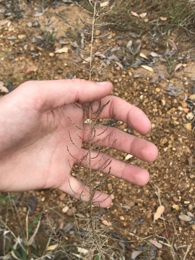 Pogonarthria squarrosa, photographed by Ryan Donnelly
