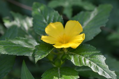Turnera ulmifolia, photographed by Center for Urban Ecology