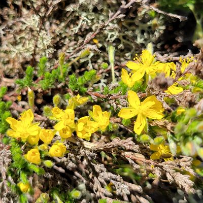 Hudsonia ericoides, photographed by Matt Pelikan