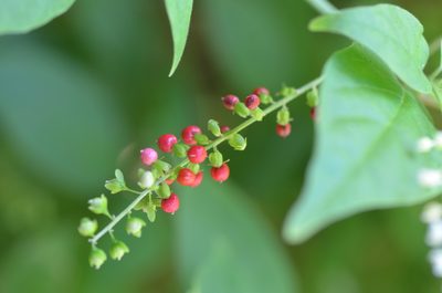 Rivina humilis, photographed by Center for Urban Ecology