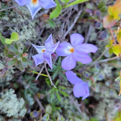 Viola pedata, photographed by Matt Pelikan