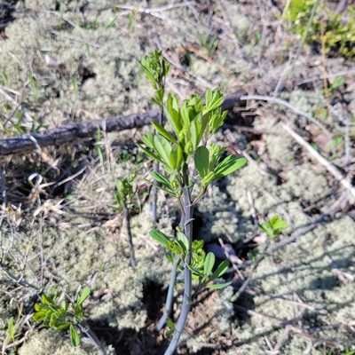 Baptisia tinctoria, photographed by Matt Pelikan