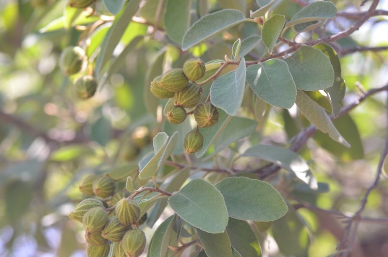 Cordia boissieri, photographed by Center for Urban Ecology