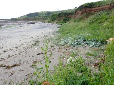 Crambe maritima, photographed by John Hepburn