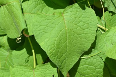 Antigonon leptopus, photographed by Center for Urban Ecology