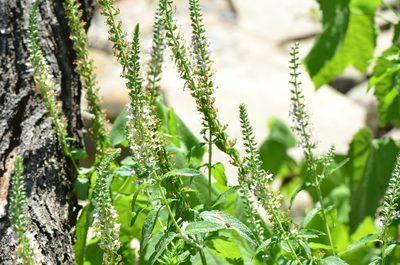 Teucrium canadense, photographed by Center for Urban Ecology
