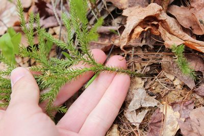 Dendrolycopodium dendroideum, photographed by Steven Lamonde