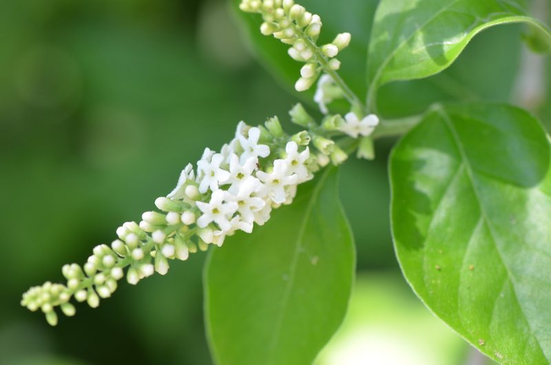 Citharexylum berlandieri, photographed by Center for Urban Ecology