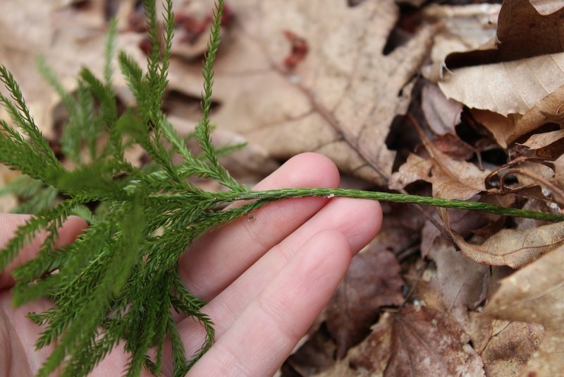 Dendrolycopodium obscurum, photographed by Steven Lamonde