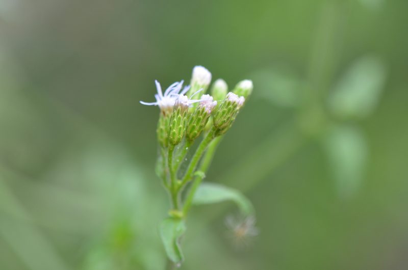 Chromolaena odorata, photographed by Center for Urban Ecology
