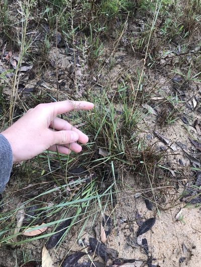 Eragrostis gummiflua, photographed by Ryan Donnelly