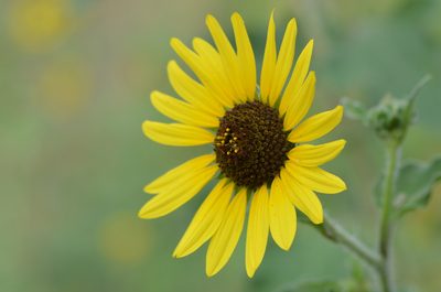 Helianthus annuus, photographed by Center for Urban Ecology
