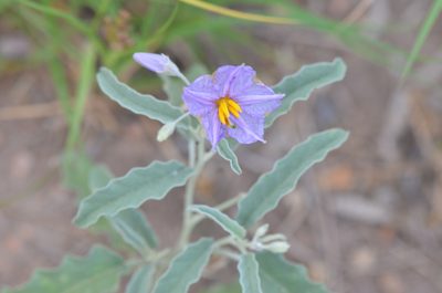 Solanum elaeagnifolium, photographed by Center for Urban Ecology