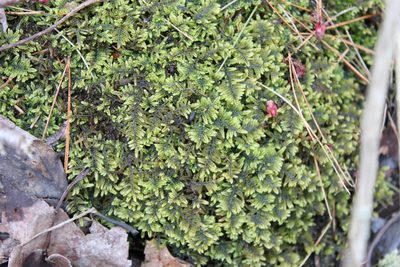 Callicladium imponens, photographed by Steven Lamonde