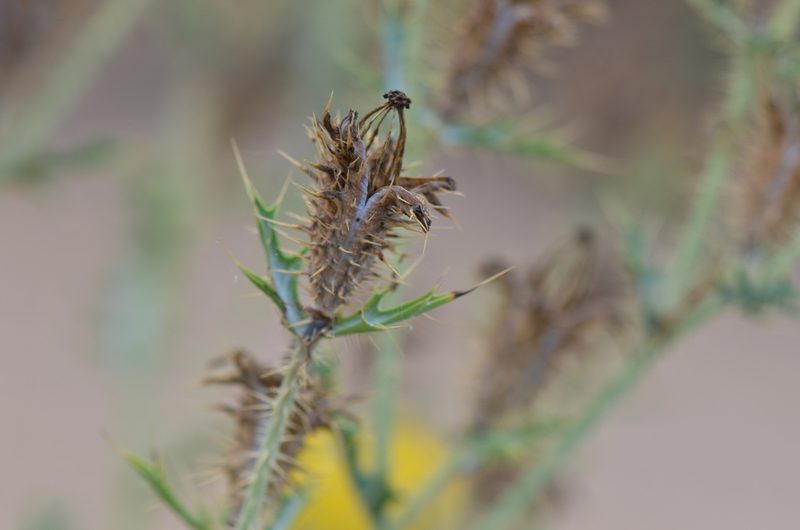 Argemone aenea, photographed by Center for Urban Ecology