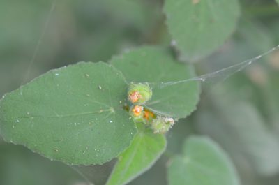 Abutilon viscosum