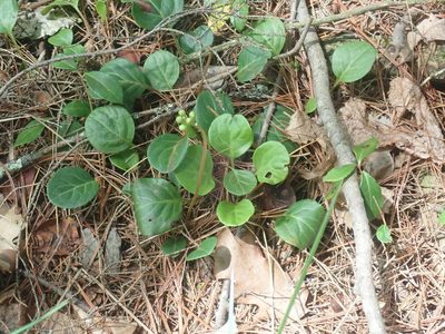 Pyrola chlorantha, photographed by Lynn Harper