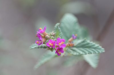 Melochia tomentosa