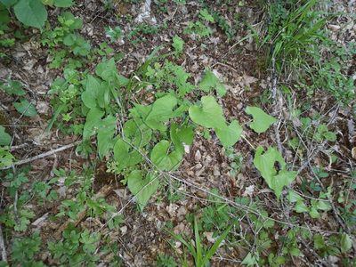 Dioscorea communis, photographed by Jens-Christian Svenning