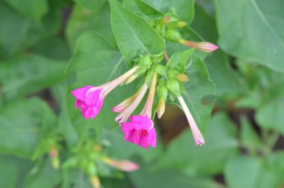 Mirabilis jalapa, photographed by Center for Urban Ecology
