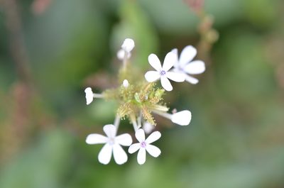 Plumbago zeylanica, photographed by Center for Urban Ecology