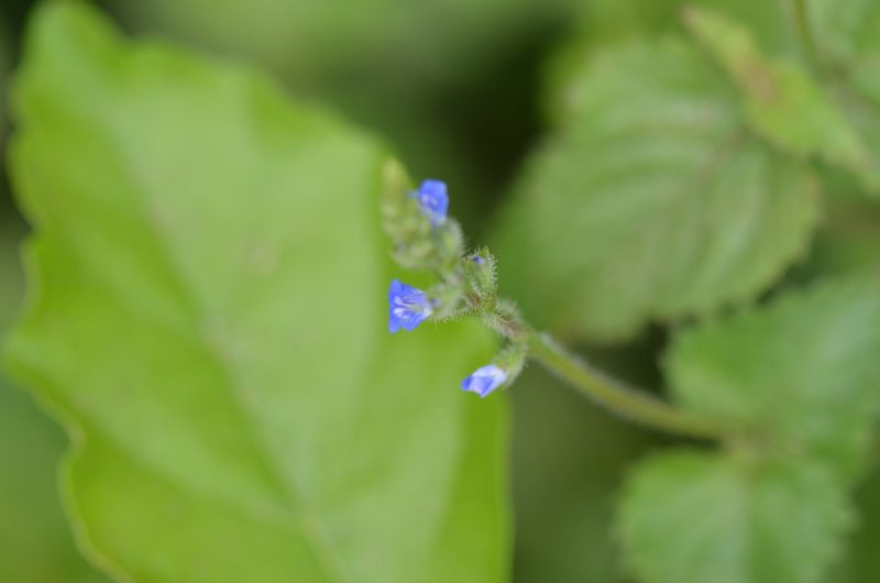 Salvia misella, photographed by Center for Urban Ecology