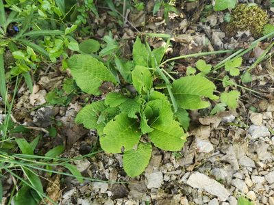 Primula vulgaris, photographed by Jens-Christian Svenning