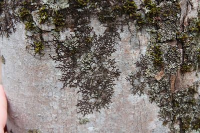 Frullania eboracensis, photographed by Steven Lamonde