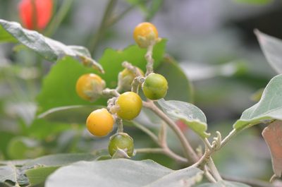 Solanum erianthum