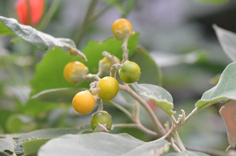 Solanum erianthum, photographed by Center for Urban Ecology