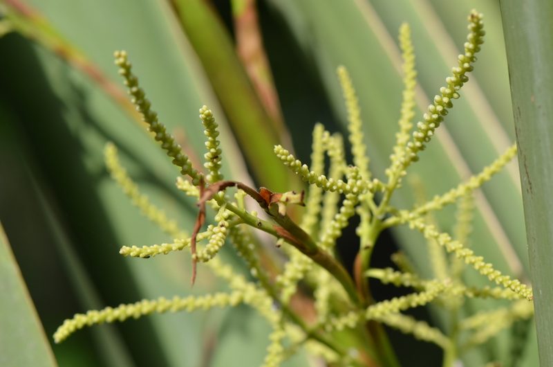Sabal mexicana, photographed by Center for Urban Ecology